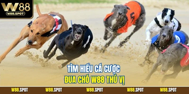 Tìm hiểu cá cược đua chó W88 thú vị